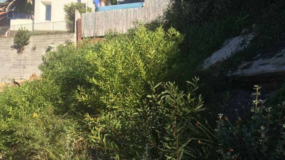 Tamarama Remnant, Tamarama