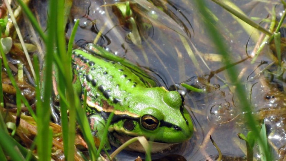 Establishment of Green & Golden Bell Frog Pond Habitat