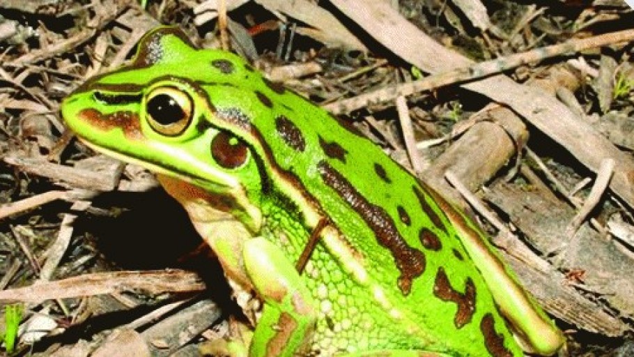 Establishment of Green & Golden Bell Frog Pond Habitat