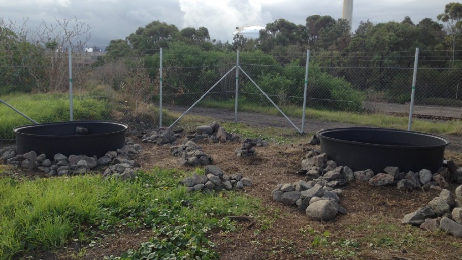 Establishment of Green & Golden Bell Frog Pond Habitat