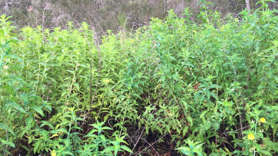 Yeramba Lagoon Ludwidgia Control Project