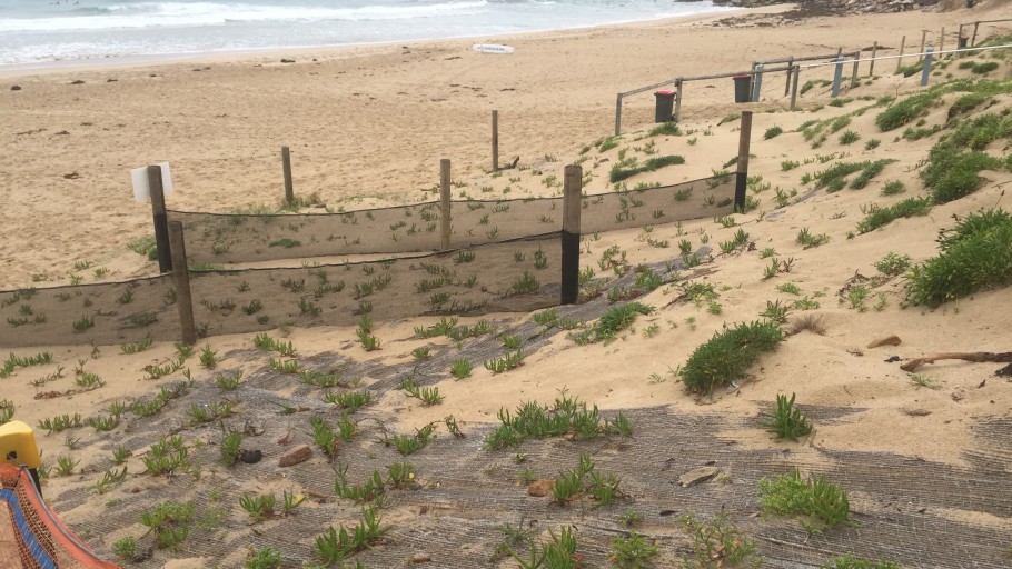 Dune Stabilisation – North Cronulla Beach