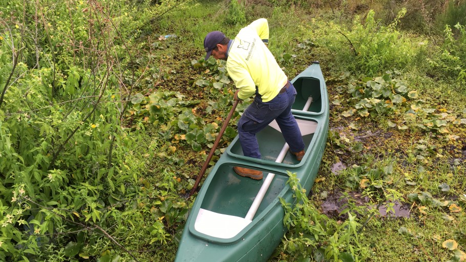 Yeramba Lagoon Ludwidgia Control Project