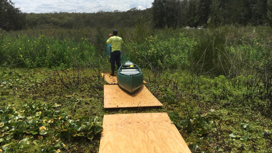 Yeramba Lagoon Ludwidgia Control Project